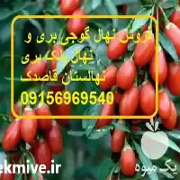قیمت خرید نهال گوجی بری نهال در ساری در گروه خرید و فروش نشا در یکمیوه