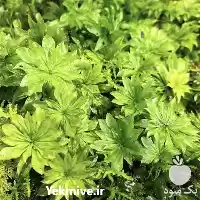 فروش تولید خزه های کمیاب در کرج در گروه خرید و فروش گیاهان زینتی در یکمیوه