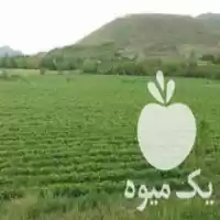 فروش نشا توت فرنگی رقم پاروس در سنندج در گروه خرید و فروش توت فرنگی در یکمیوه