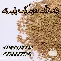 قیمت خرید بذر یونجه بذر علوفه در تهران در گروه خرید و فروش بذر یونجه در یکمیوه