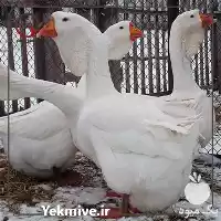 فروش تخم خوراکی نطفه دار قو در گروه انواع تخم ها در یکمیوه