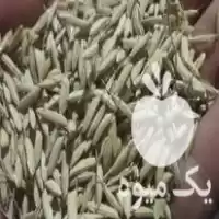 قیمت خرید بذر طارم هاشمی خالص در گروه خرید و فروش انواع بذر در یکمیوه