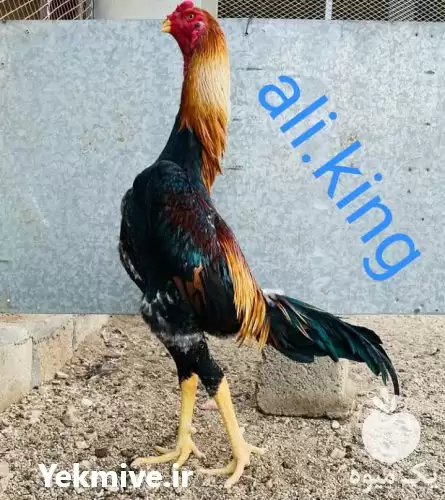 فروش انواع خروس لاری اوشامو در گروه مرغ و خروس و بوقلمون و اردک قو قاز در یکمیوه -عکس1