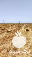 فروش کاه پرس تریتیکاله در اراک در گروه خوراک دام و طیور در یکمیوه -عکس1