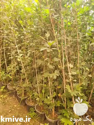 فروش نهال چنار نایلکسی و گلدانی در اصفهان در گروه خرید و فروش نهال چنار در یکمیوه -عکس1