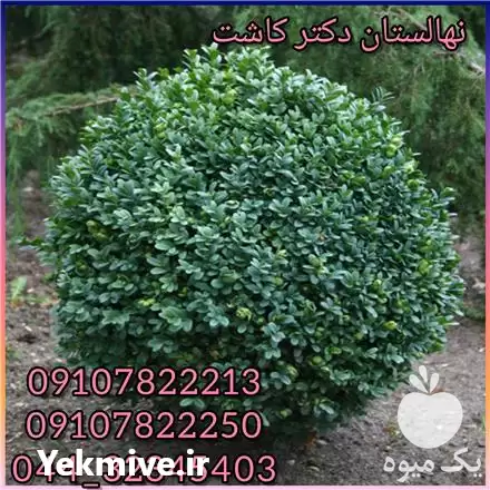 قیمت خرید عمده گیاه لگستروم در تهران در گروه خرید و فروش انواع گل در یکمیوه -عکس1