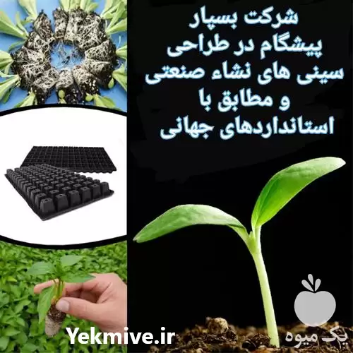 قیمت خرید سینی نشا در هرمز در گروه خرید و فروش نشا در یکمیوه -عکس1