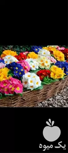 خدمات باغبانی و سم پاشی در گروه خدمات باغبانی در یکمیوه -عکس1