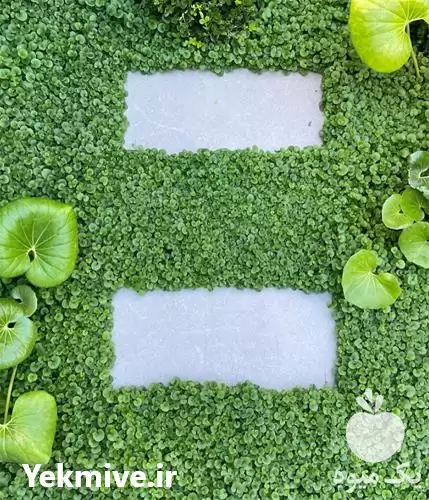 چمن دایکوندرا آفریقایی در گروه سازنده در یکمیوه -عکس1