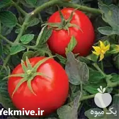 قیمت خرید قیمت بذر گوجه باسیمو در گروه خرید و فروش بذر گوجه در یکمیوه -عکس1