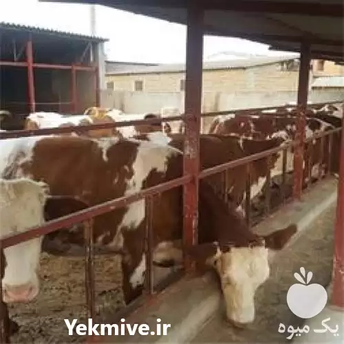 قیمت خرید گوساله ماده و نر در کرمانشاه در گروه گاو و گوسفند و میش و بز کهره گوساله در یکمیوه -عکس1