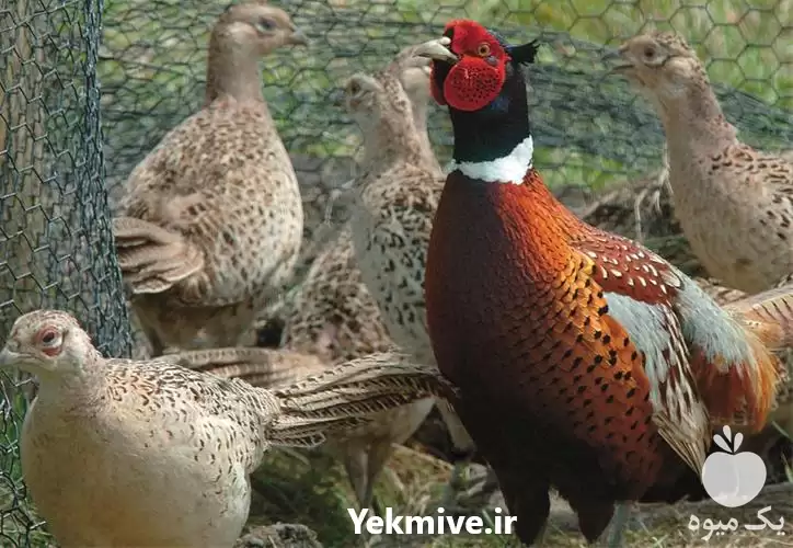 قیمت خرید قرقاول ماده قرقاول نر در اصفهان در گروه خرید و فروش انواع پرنده در یکمیوه -عکس1