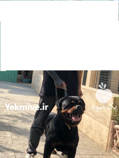 فروش سگ روتوایلر اصیل وارداتی در کرج در گروه سگ و گربه در یکمیوه -عکس1