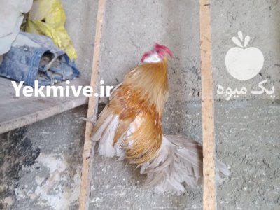 مرغ و خروس مینیاتوری رزکامپ زینتی در رباط کریم در گروه مرغ و خروس و بوقلمون و اردک قو قاز در یکمیوه -عکس1