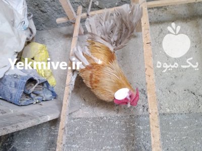 مرغ و خروس مینیاتوری رزکامپ زینتی در رباط کریم در گروه مرغ و خروس و بوقلمون و اردک قو قاز در یکمیوه -عکس2