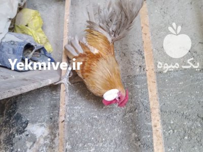 مرغ و خروس مینیاتوری رزکامپ زینتی در رباط کریم در گروه مرغ و خروس و بوقلمون و اردک قو قاز در یکمیوه -عکس3