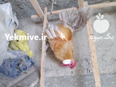 مرغ و خروس مینیاتوری رزکامپ زینتی در رباط کریم در گروه مرغ و خروس و بوقلمون و اردک قو قاز در یکمیوه -عکس4