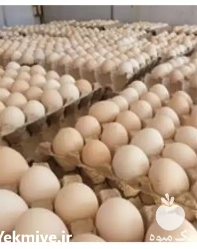 قیمت خرید تخم مرغ دو زرده در گروه انواع تخم ها در یکمیوه -عکس1