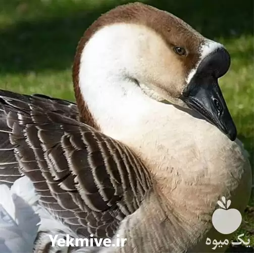 قیمت خرید نژاد های قوغاز در گروه مرغ و خروس و بوقلمون و اردک قو قاز در یکمیوه -عکس1