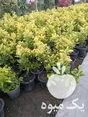 باغبانی و علف زنی بادستگاه در تهران در گروه خدمات باغبانی در یکمیوه -عکس1