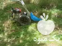 قیمت خرید چیدن علف گندم جو در مراغه در گروه خدمات باغبانی در یکمیوه -عکس1