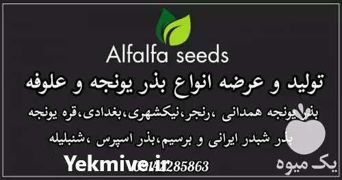 قیمت خرید انواع بذر یونجه علوفه در تبریز در گروه خرید و فروش بذر یونجه در یکمیوه -عکس1