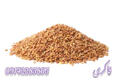 فروش انواع ارقام بذر یونجه در گروه خرید و فروش بذر یونجه در یکمیوه -عکس2