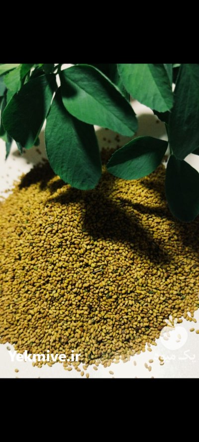 فروش انواع ارقام بذر یونجه در گروه خرید و فروش بذر یونجه در یکمیوه -عکس3