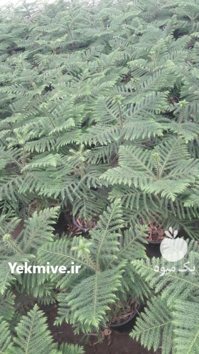 فروش عمده کاج مطبق بلژیکی مستقیم در گروه خرید و فروش و قیمت کاج در یکمیوه -عکس2