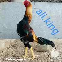 فروش انواع خروس لاری اوشامو در گروه مرغ و خروس و بوقلمون و اردک قو قاز در یکمیوه