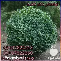 قیمت خرید عمده گیاه لگستروم در تهران در گروه خرید و فروش انواع گل در یکمیوه