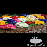 خدمات باغبانی و سم پاشی در گروه خدمات باغبانی در یکمیوه