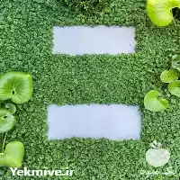 چمن دایکوندرا آفریقایی در گروه سازنده در یکمیوه