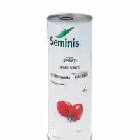 قیمت خرید عرضه بذر گوجه 1585 در شیراز در گروه خرید و فروش بذر گوجه در یکمیوه