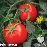 قیمت خرید قیمت بذر گوجه باسیمو در گروه خرید و فروش بذر گوجه در یکمیوه