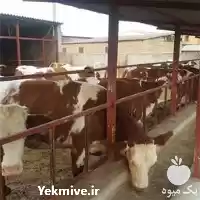 قیمت خرید گوساله ماده و نر در کرمانشاه در گروه گاو و گوسفند و میش و بز کهره گوساله در یکمیوه