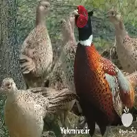 قیمت خرید قرقاول ماده قرقاول نر در اصفهان در گروه خرید و فروش انواع پرنده در یکمیوه