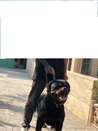 فروش سگ روتوایلر اصیل وارداتی در کرج در گروه سگ و گربه در یکمیوه