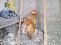 مرغ و خروس مینیاتوری رزکامپ زینتی در رباط کریم در گروه مرغ و خروس و بوقلمون و اردک قو قاز در یکمیوه