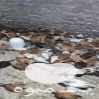 قیمت خرید گوسفند در لار در گروه گاو و گوسفند و میش و بز کهره گوساله در یکمیوه