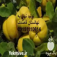 فروش تولید نهال به مرغوب در گروه خرید و فروش نهال به در یکمیوه