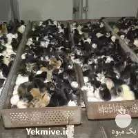 آگهی مشابه فروش قیمت جوجه مرغ جهادی در ساری در گروه مرغ و خروس و بوقلمون و اردک قو قاز در یکمیوه