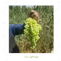 فروش نهال فروش نهال انگور در اصفهان در گروه خرید و فروش نهال انگور در یکمیوه