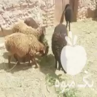 فروش گوسفند بره نر و ماده در گروه گاو و گوسفند و میش و بز کهره گوساله در یکمیوه