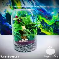 عرضه فروش تراریوم های تزئینی در شیراز در گروه خرید و فروش گیاهان زینتی در یکمیوه
