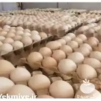 قیمت خرید تخم مرغ دو زرده در گروه انواع تخم ها در یکمیوه