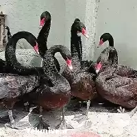 قیمت خرید تخم قوغاز در همدان در گروه انواع تخم ها در یکمیوه