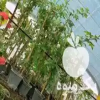 قیمت خرید گل گیاه محوطه ای در بهشهر در گروه خرید و فروش گیاهان زینتی در یکمیوه