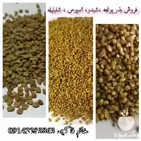 فروش تولید و عرضه بذر اسپرس در اصفهان در گروه خرید و فروش انواع بذر در یکمیوه