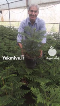 فروش عمده کاج مطبق بلژیکی مستقیم در گروه خرید و فروش و قیمت کاج در یکمیوه